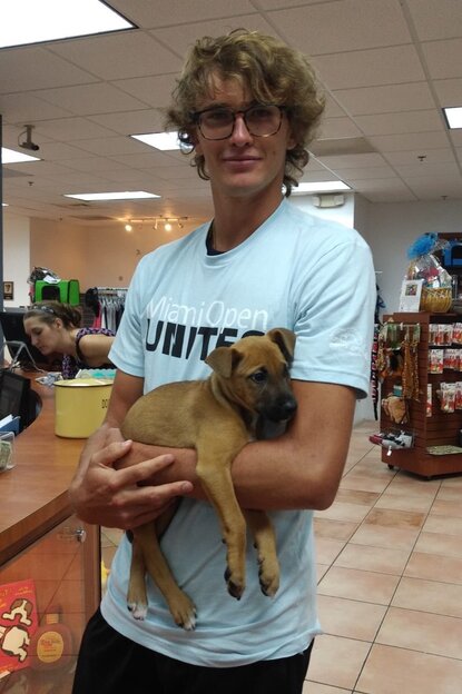 Niedlicher Nachwuchs Zverev Adoptiert Hundewelpen In Miami Tennisnet Com