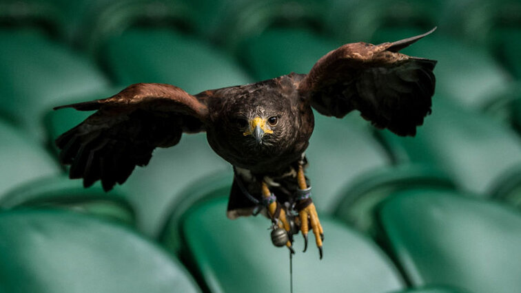 Rufus hat in Wimbledon die Lufthoheit